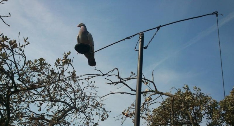 Palomas con Cimbel