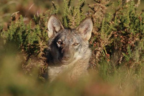 ¿Lo crees posible? El IREC enseña a varios lobos a no atacar al ganado