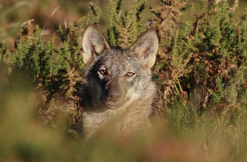 ¿Lo crees posible? El IREC enseña a varios lobos a no atacar al ganado