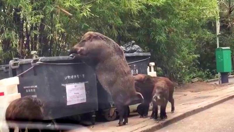 Animalistas consiguen 200.000 firmas contra la caza