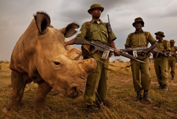 La India autoriza matar furtivos para proteger a los rinocerontes