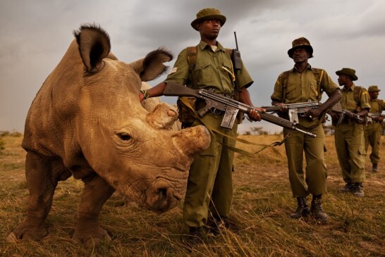 La India autoriza matar furtivos para proteger a los rinocerontes