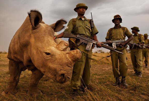 La India autoriza matar furtivos para proteger a los rinocerontes