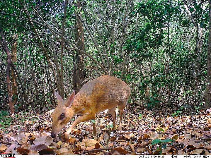 Una extraña especie que luce parte ciervo y parte ratón es avistada luego de 30 años