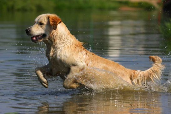 Tudela será el escenario de la Copa de Europa de Perros de Cobro