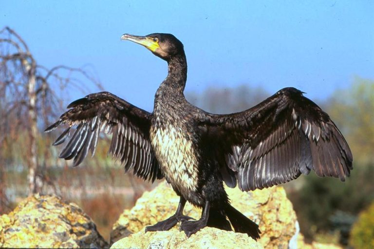 El Gobierno regional autoriza la muerte de 140 cormoranes en el Nalón y el Narcea