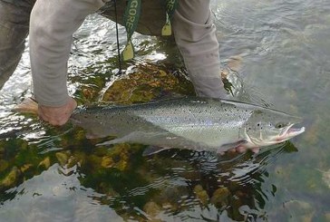 El Principado obligará a declarar los salmones capturados en la temporada de pesca sin muerte