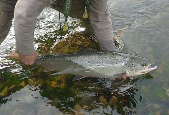 El Principado obligará a declarar los salmones capturados en la temporada de pesca sin muerte