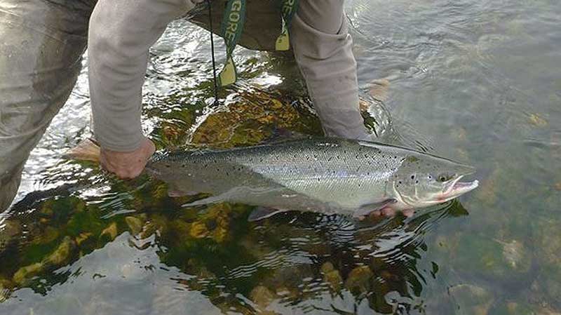 El Principado obligará a declarar los salmones capturados en la temporada de pesca sin muerte