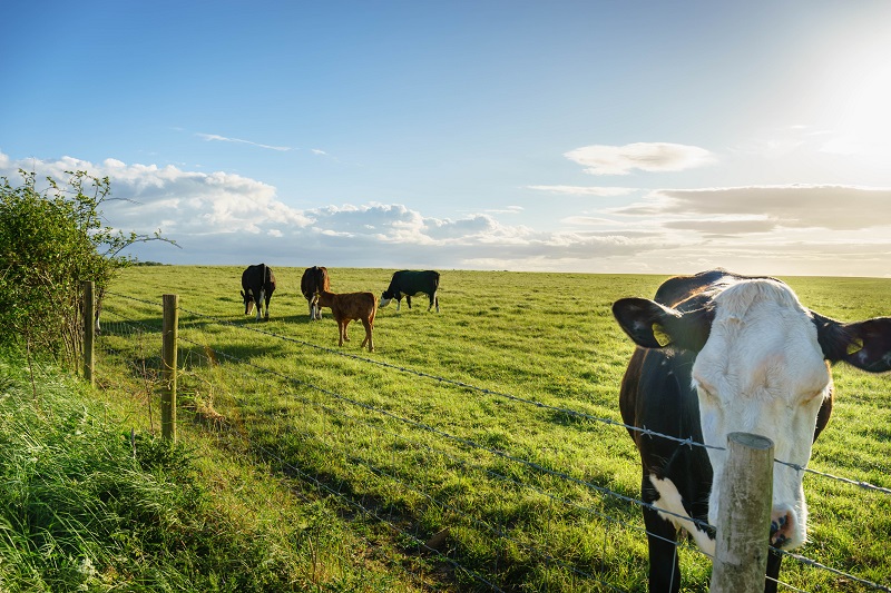 ¿Es posible alimentar al mundo solo con ganado de pastoreo?