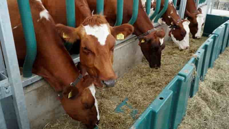 Condenan a un agricultor francés a pagar 8.000 euros por el olor de su ganado