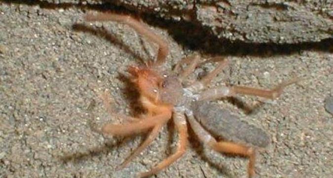 Descubren en Argentina una nueva especie de araña camello que comería carne humana