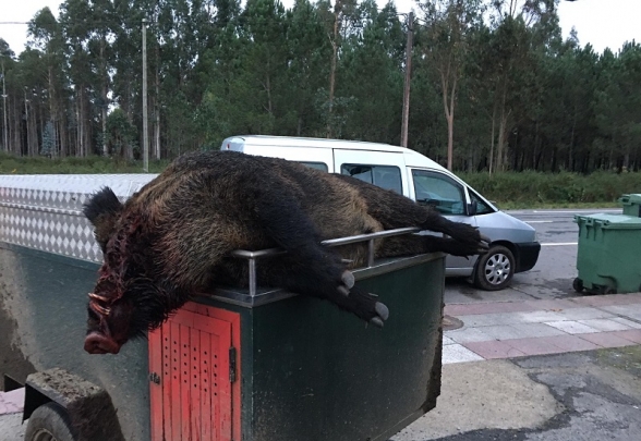 Gran jabalí de 165 kg cazado en Galicia