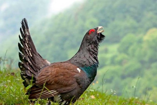 Cazadores de Bielsa, Federación de Caza de Aragón y Artemisan colaboran con el Gobierno aragonés en un proyecto de recuperación del urogallo