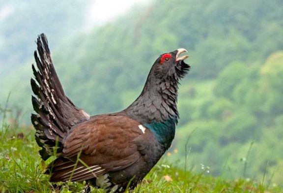 Cazadores de Bielsa, Federación de Caza de Aragón y Artemisan colaboran con el Gobierno aragonés en un proyecto de recuperación del urogallo