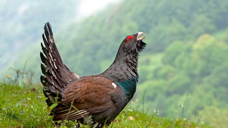 Cazadores de Bielsa, Federación de Caza de Aragón y Artemisan colaboran con el Gobierno aragonés en un proyecto de recuperación del urogallo