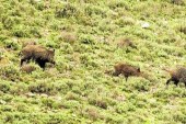 Nuevos estudios de la ecología y territorialidad del jabalí