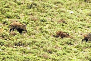 Nuevos estudios de la ecología y territorialidad del jabalí