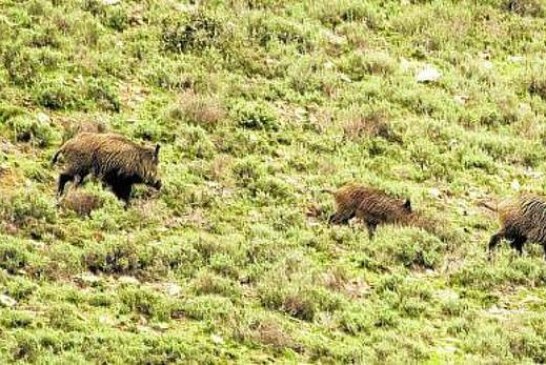 Nuevos estudios de la ecología y territorialidad del jabalí