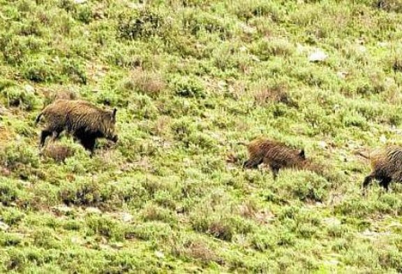 Nuevos estudios de la ecología y territorialidad del jabalí