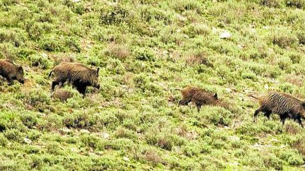 Nuevos estudios de la ecología y territorialidad del jabalí