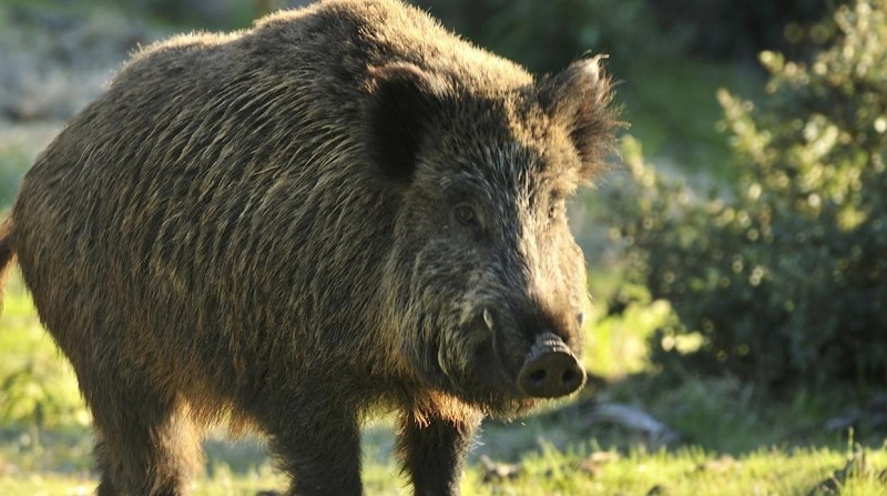 Jabalís contra la cocaína