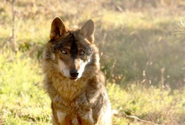 Osos, Lobos y Gaviotas