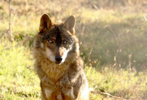 Osos, Lobos y Gaviotas