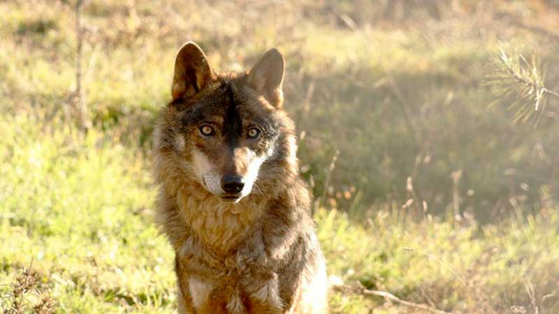 Osos, Lobos y Gaviotas