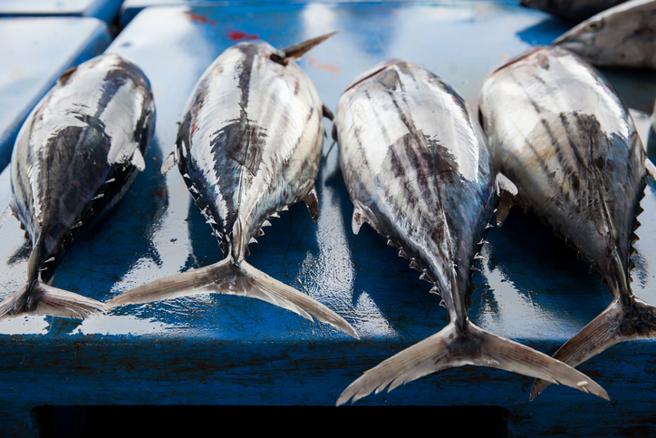 Mercurio en el pescado: Dimensionemos el riesgo