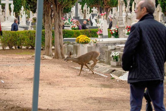 Un corzo en el cementerio