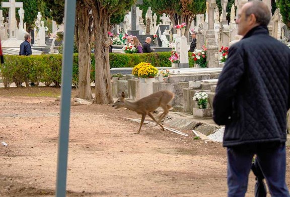 Un corzo en el cementerio