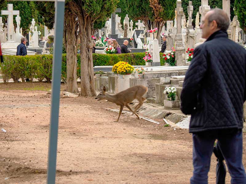 Un corzo en el cementerio