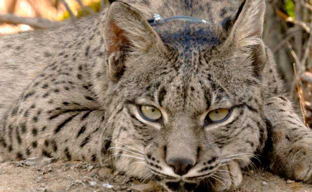 Una vez más otro lince muere atropellado en la carretera