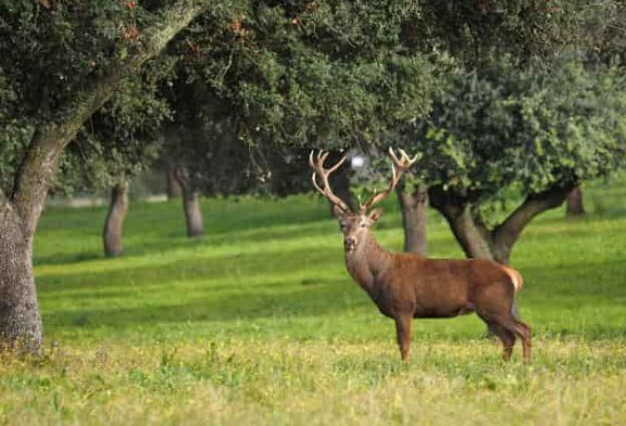 Carne de caza contra el cambio climático