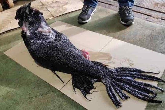 Asombroso pez sirena pescado en Galicia