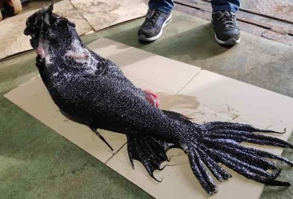 Asombroso pez sirena pescado en Galicia