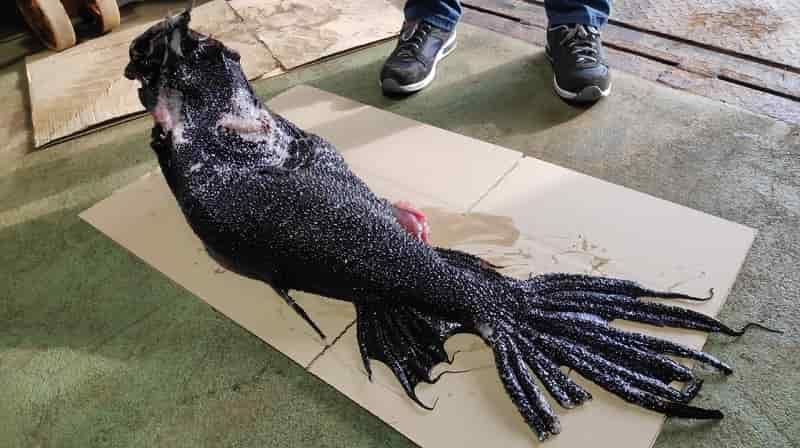 Asombroso pez sirena pescado en Galicia