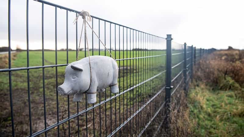 Dinamarca termina de construir la valla que impedirá la entrada de jabalíes