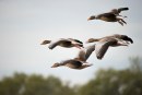 Entrada de Gansos y Avocetas. Caza fotográfica