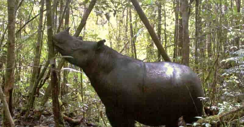 Muere la última rinoceronte de Sumatra y se confirma la extinción de la especie en Malasia