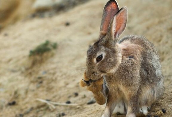 La Fundación Artemisan apuesta por una gestión del conejo adaptada a la realidad