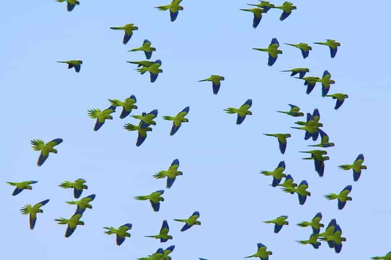 Madrid sacrificará 12.000 cotorras invasoras que amenazan la biodiversidad