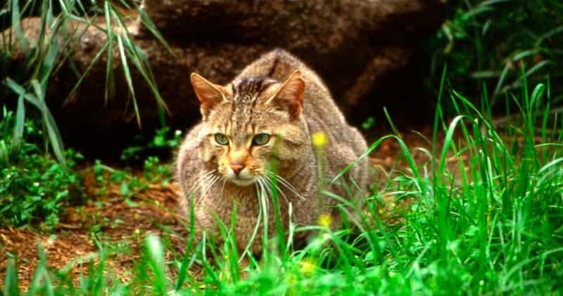 Científicos alertan de la “extinción silenciosa” del gato montés
