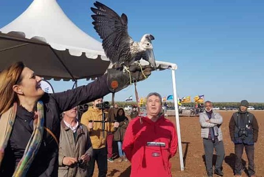 La excelente calidad de las aves volvió a protagonizar el Campeonato de España de Cetrería