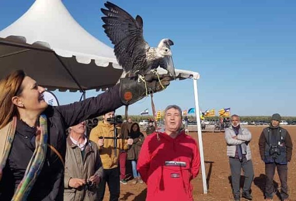 La excelente calidad de las aves volvió a protagonizar el Campeonato de España de Cetrería