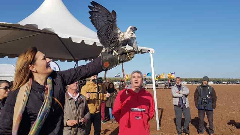 La excelente calidad de las aves volvió a protagonizar el Campeonato de España de Cetrería