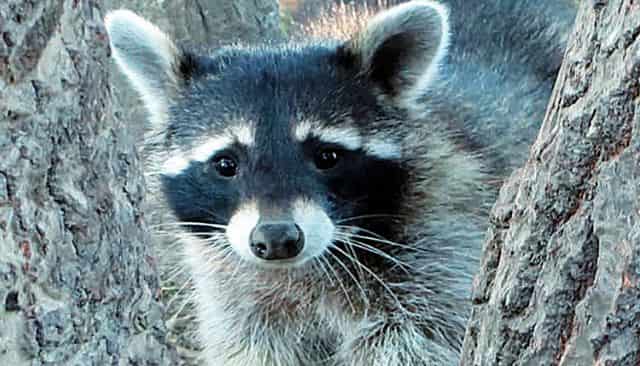 Mascotas que alteran el medio ambiente