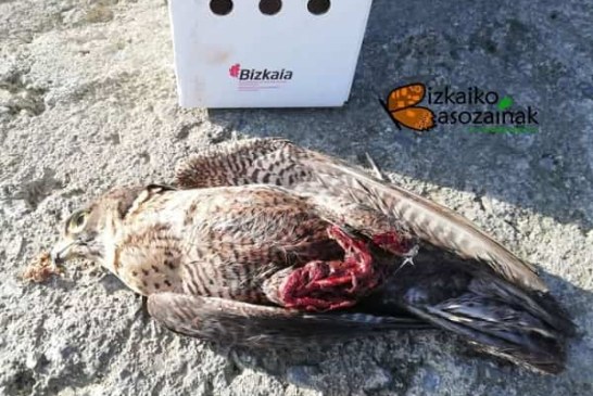 Un dron mata a un halcón peregrino en Getxo