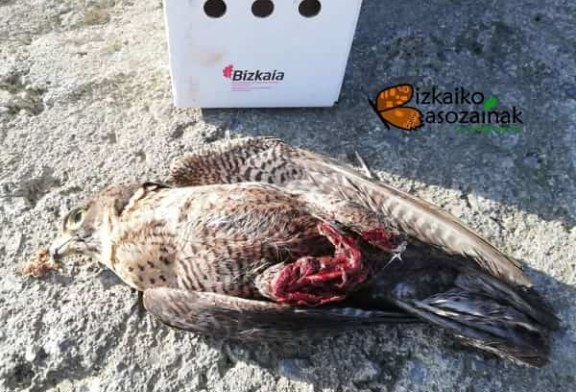 Un dron mata a un halcón peregrino en Getxo